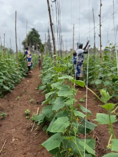 Campo Benin 1 Campo Benin 1