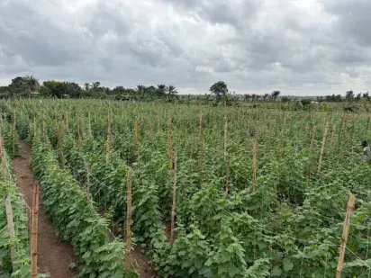 Campo Benin 5 Campo Benin 5