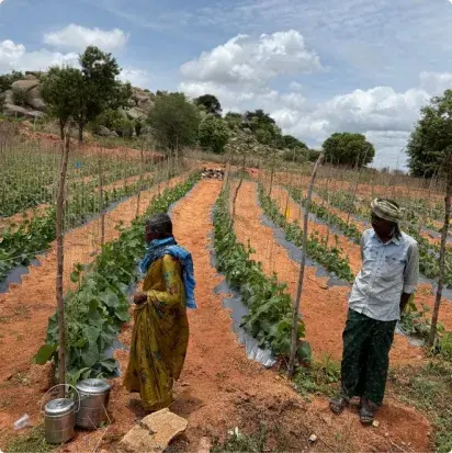 Campo india 1 Campo india 1