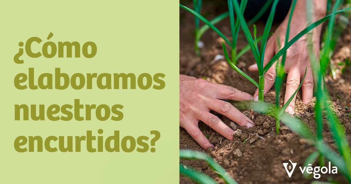¿Cómo elaboramos nuestros encurtidos?